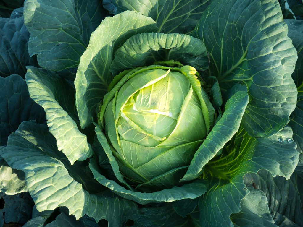 Cabbage