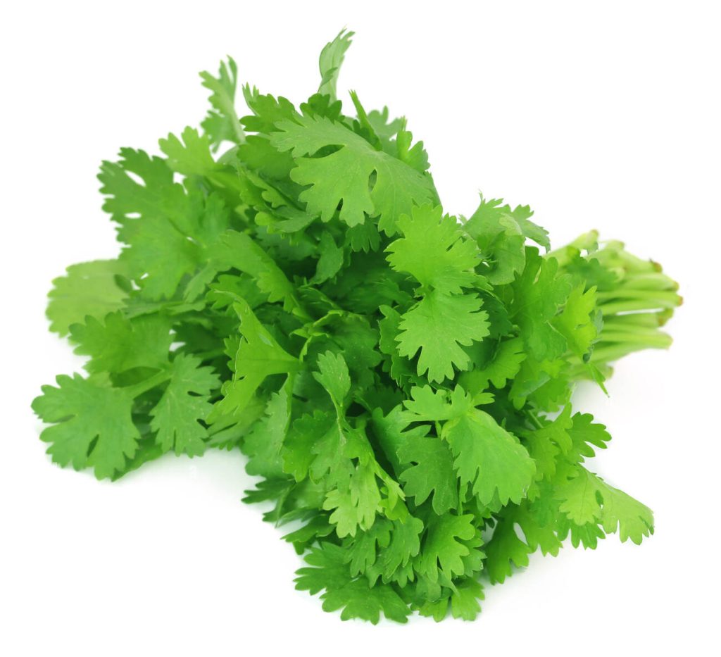 Coriander