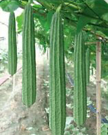 Ridge Gourd