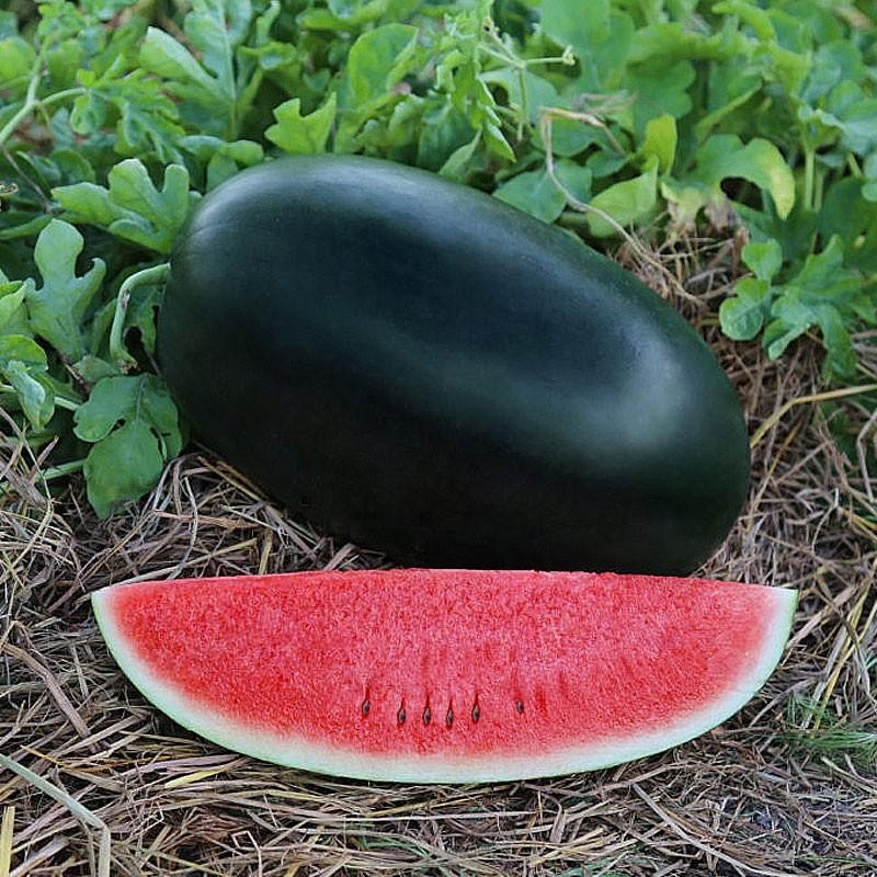 Water Melon Black