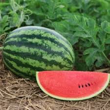 Watermelon